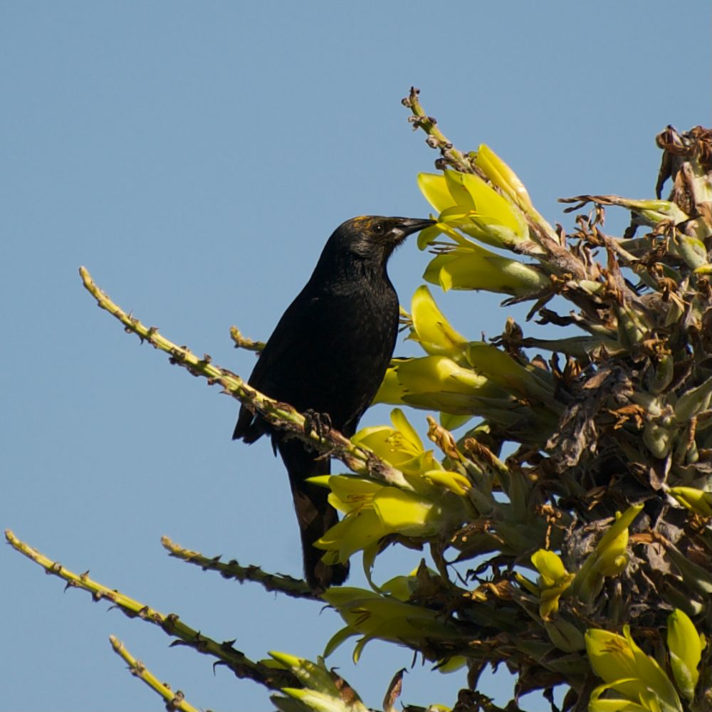Las aves paseriformes visitan con frecuencia Puya chilensis atraídas por su néctar, además que los ápices estériles de su inflorescencia influyen en la forma en que se posan y buscan alimento entre sus flores. 